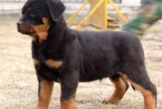 养好罗威纳犬，你需要了解这些！