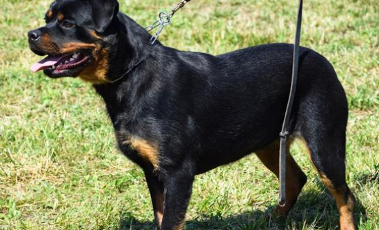罗威纳犬流口水 犬的身体没有汗腺