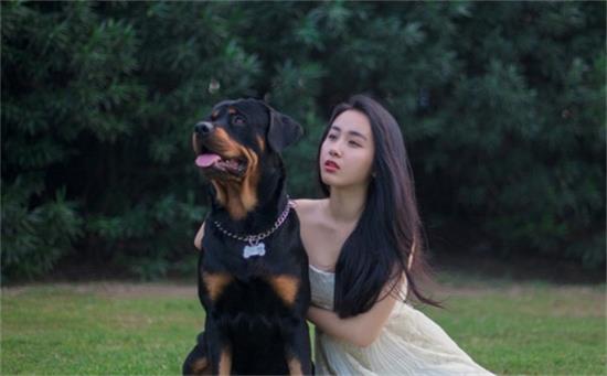 为何罗威纳犬虽好却需谨慎选择？五大考量因素