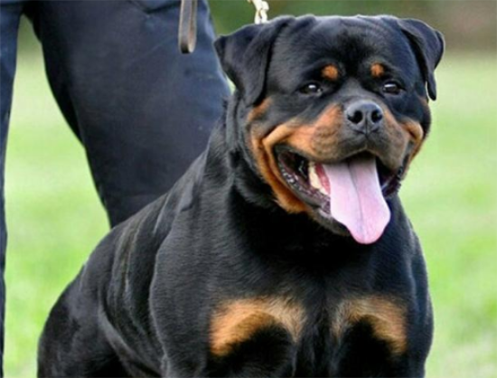 罗威纳犬吃什么好 它们天生爱吃骨头