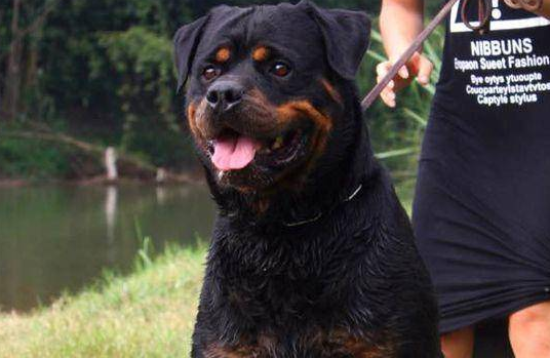 罗威纳犬吃什么 适当补充蔬菜和肉类