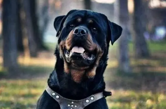 被誉为世界第一防暴犬的罗威纳