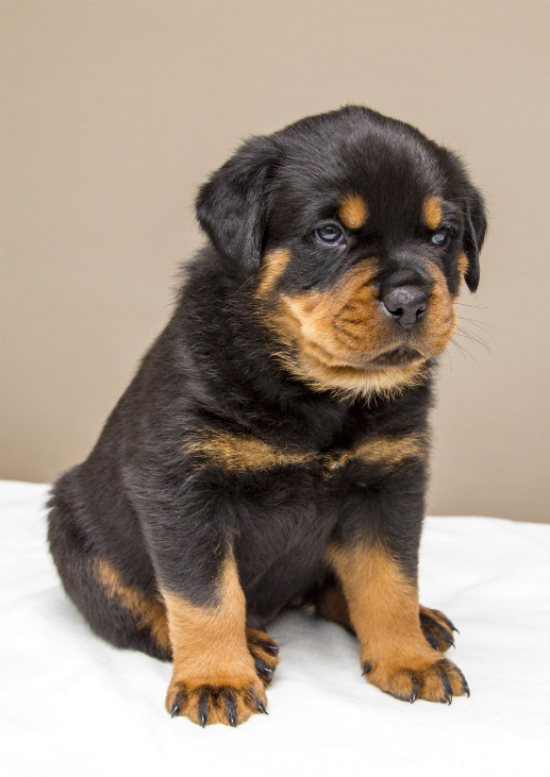 罗威纳犬好养吗？全面了解罗威纳