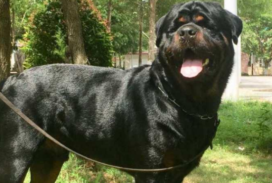 罗威纳犬如何看品相？小编来教教大家。