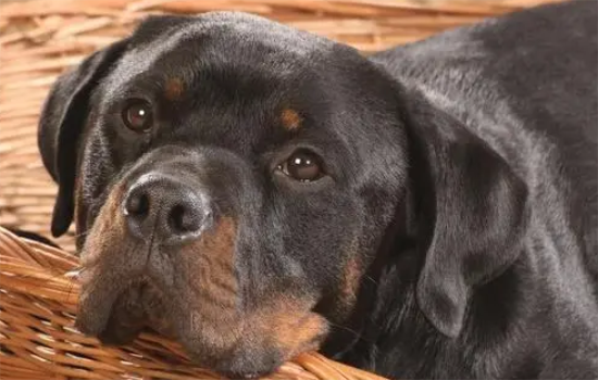 罗威纳犬舐触性皮炎怎么治疗？这篇文章给你答案