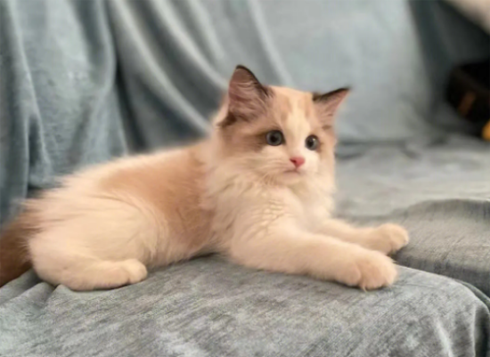 猫咪的天性有哪些？