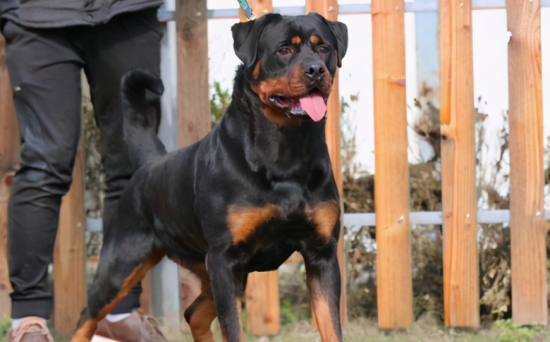怎么看罗威纳犬凶不凶？试试这个办法