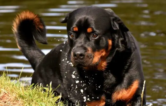 罗威纳犬和其他狗打架怎么办？这些方法要牢记！