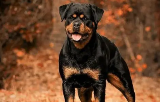 一文告诉你，罗威纳犬大小便怎么训练？