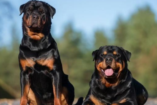罗威纳犬的6大优势，你都知道吗？