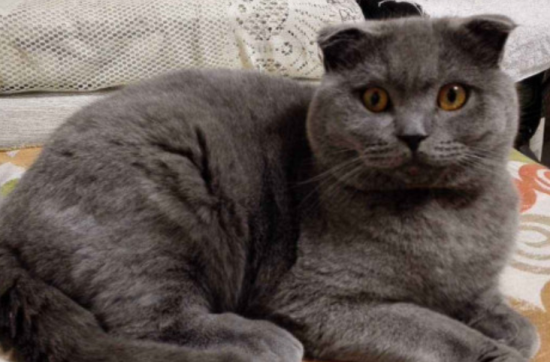 英短蓝猫的优缺点有哪些?