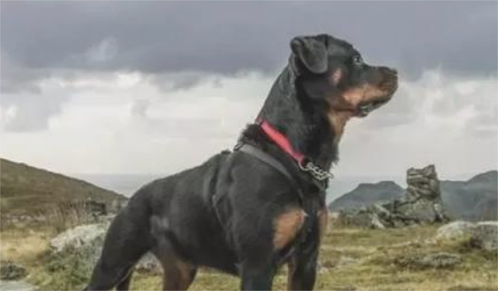 如何训练罗威纳犬友善招呼客人？