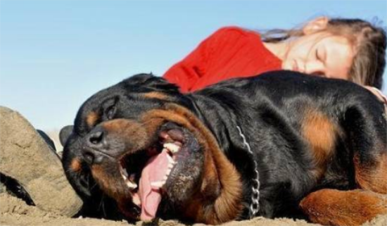 罗威纳犬如何看年龄？速速来get