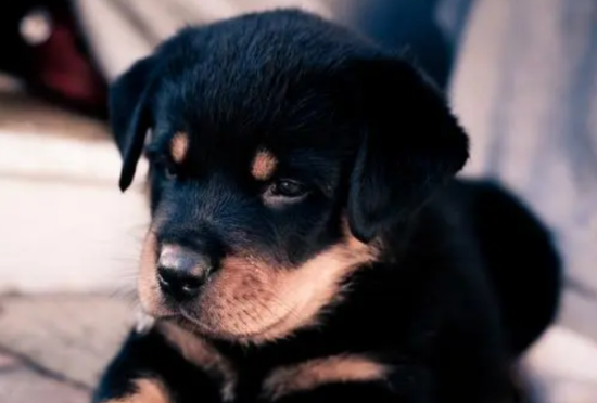 罗威纳犬厌食怎么办？
