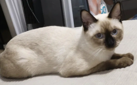 暹罗猫什么性格?