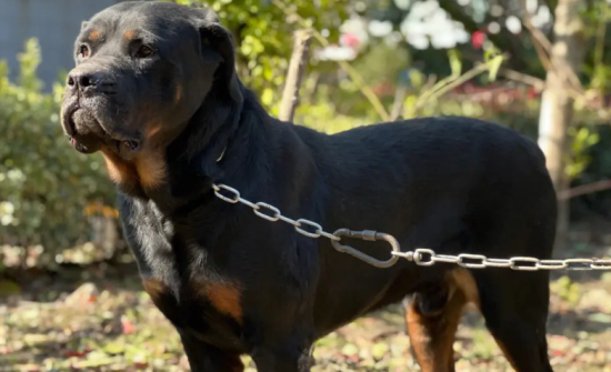 罗威纳犬怎么训练？正确的训练方式是？