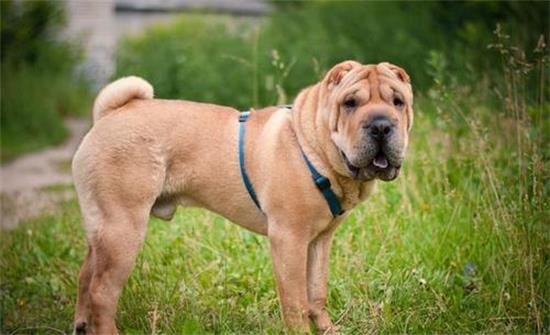 中国沙皮犬训练技巧有哪些