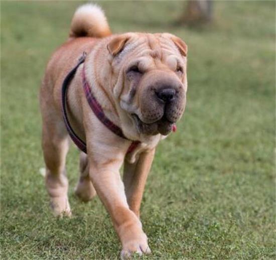 沙皮犬和斗牛犬的区别？哪个更凶猛？