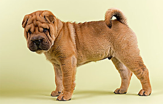 沙皮犬寿命有多长？来看看沙皮犬寿命有多长？来看看吧