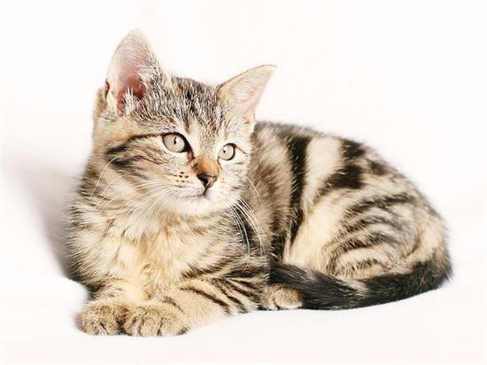 猫咪为什么会挠人 猫为什么喜欢挠人