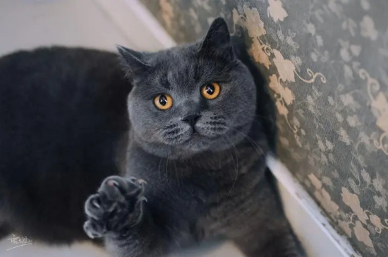 布偶猫的习性有哪些?