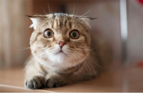 西伯利亚猫性格介绍