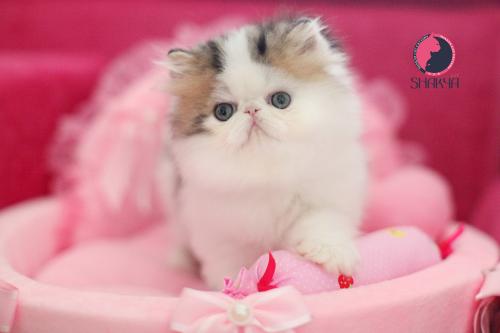 猫咪肥胖怎么减肥?