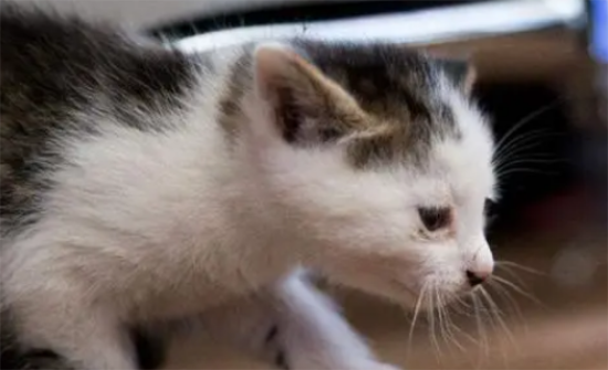 猫咪挑食原因有哪些?
