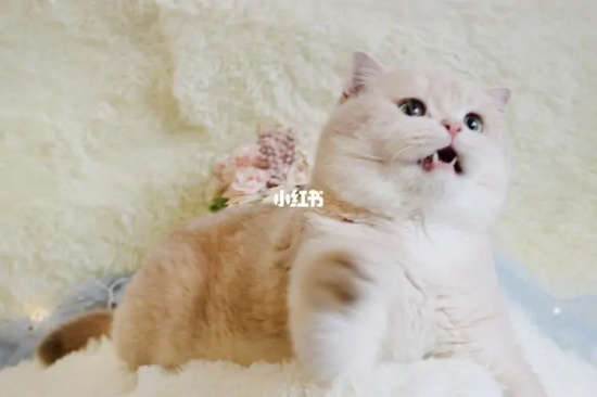 猫掉毛严重怎么解决?