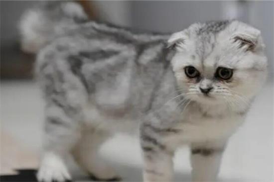 猫咪发情的表现有哪些？