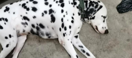 斑点狗怎么看纯不纯？该怎么看？