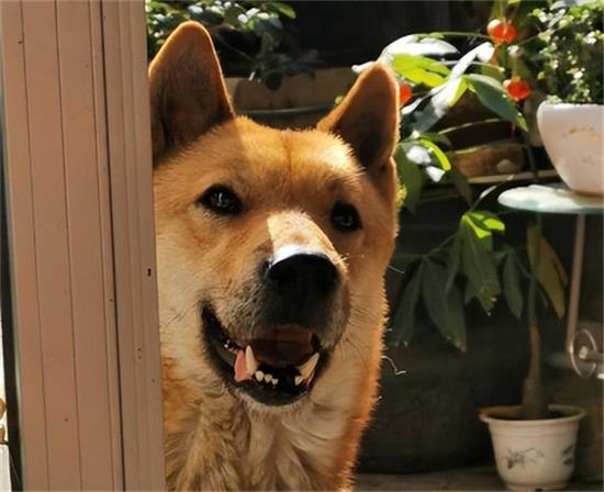 大麦町犬为何被禁养？