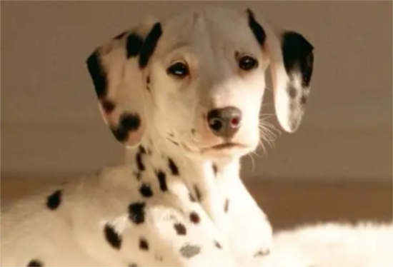 斑点狗属于什么型犬？这就告诉你