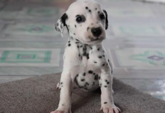 斑点狗多少钱一只幼犬