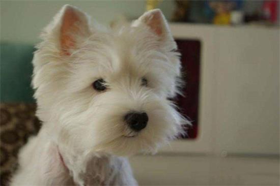 西高地犬什么颜色好