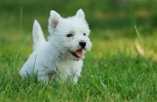 西高地犬站立训练方法，快来学习一下
