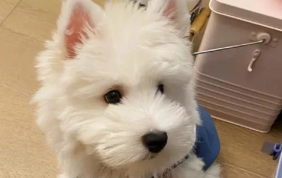 西部高地白梗价格