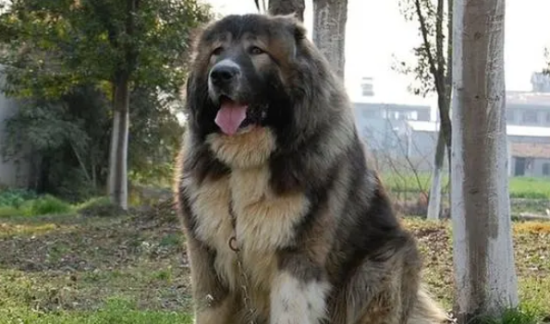 高加索犬体味重？导致狗狗产生体味的原因？