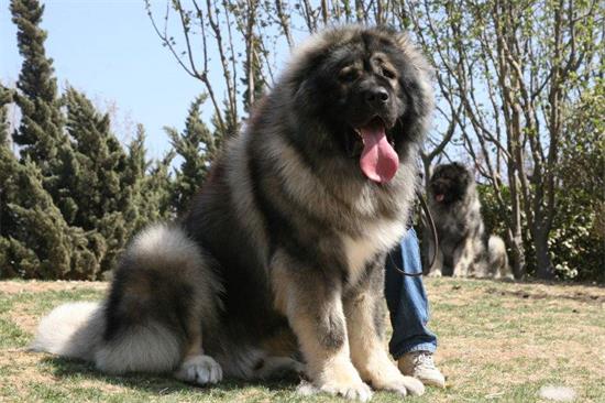 购买高加索犬注意些什么
