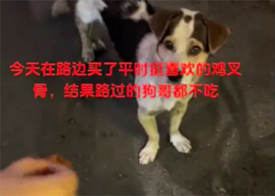 情侣好心将买的鸡叉骨给路边狗吃，结果它都不吃！狗：你们吃这？ 