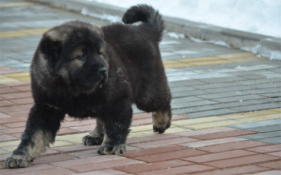 高加索犬什么颜色最好
