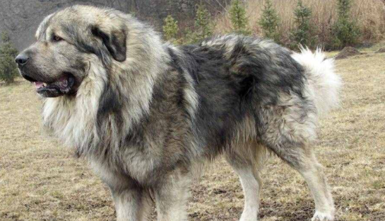 高加索犬好不好养 能跟小动物和平相处