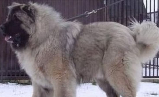 高加索犬好养吗 需要宽敞舒适的场地