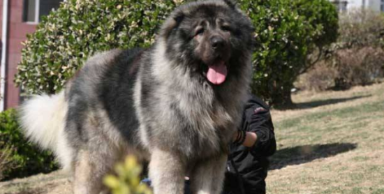 高加索犬吃多了拉稀怎么办