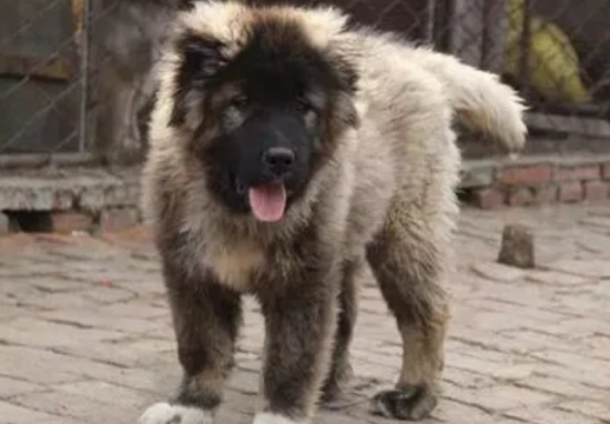 巨型高加索犬有多大？来看看吧