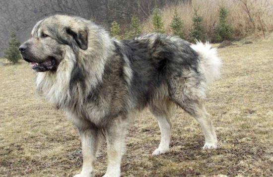 中国允许养高加索犬么