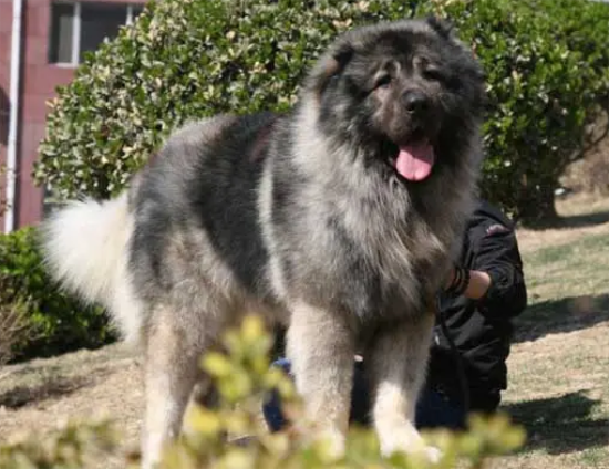 高加索犬毛发怎么打理？不清楚的赶紧看看！