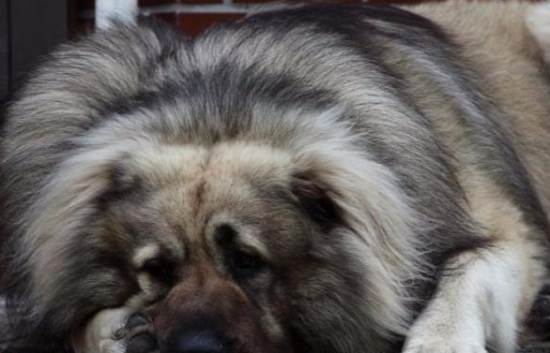 全世界身型较大的猛犬之一高加索犬，如何给它上训练课？
