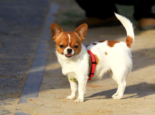 犬湿疹原因|诊断|预防及治疗方法