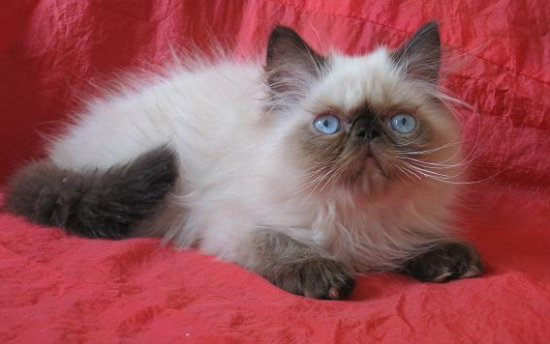 猫咪绝育后怎么照顾?